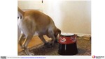 MISSING THUMBNAIL